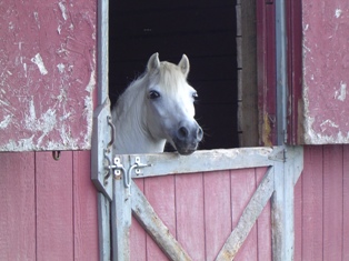 horse in stall