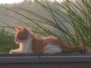 Cat Sunbathing