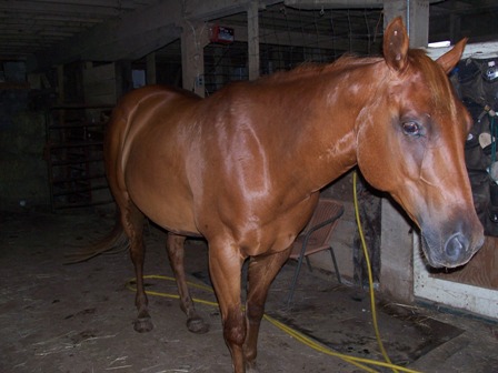 Teresa's horse Chaps