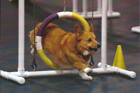 Kim's corgi Guinness