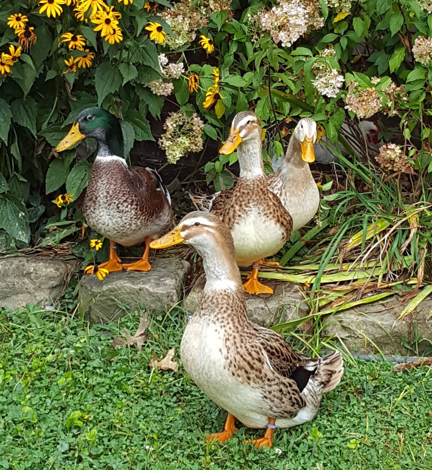 Silver Appleyard Ducks