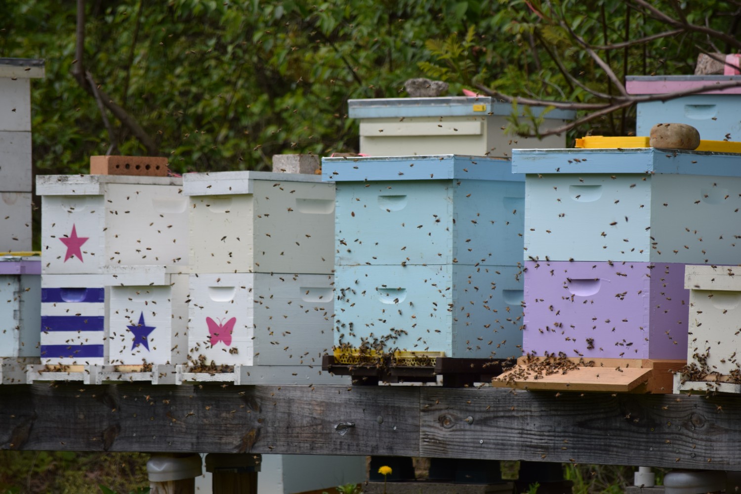 Bee hives