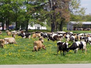 Shoemaker Farm