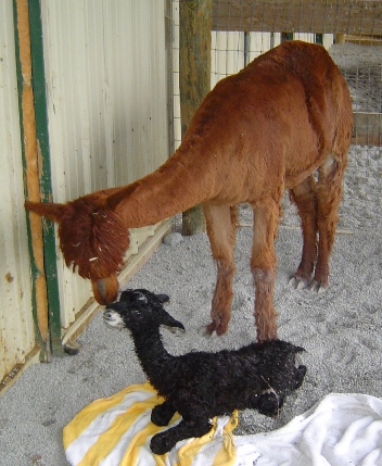 alpaca & cria