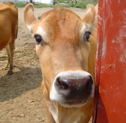 Cow