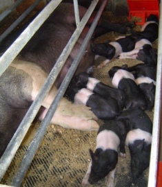 Pig litter