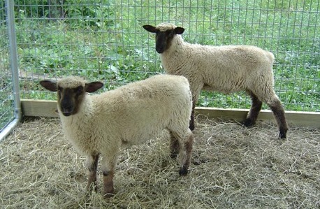 Lambs